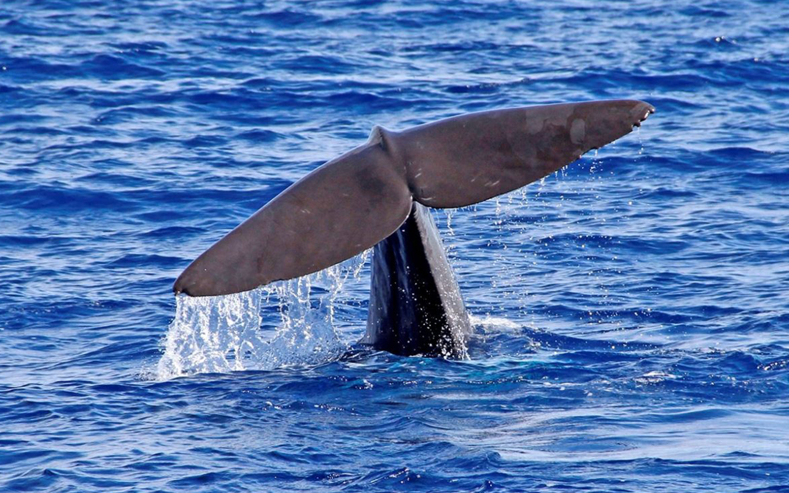 Whale tail emerging from ocean during Funchal bus tour with dolphin watching.