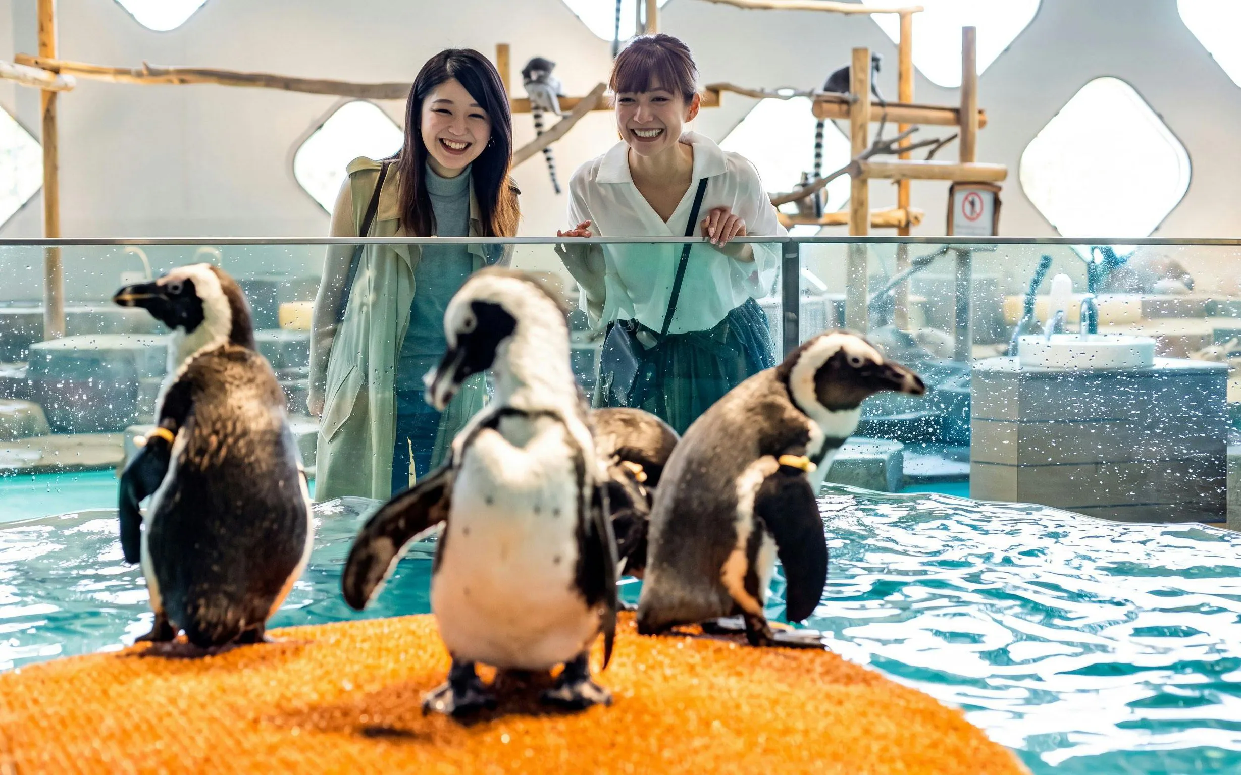 NIFREL Interactive Aquazoo Osaka Tickets