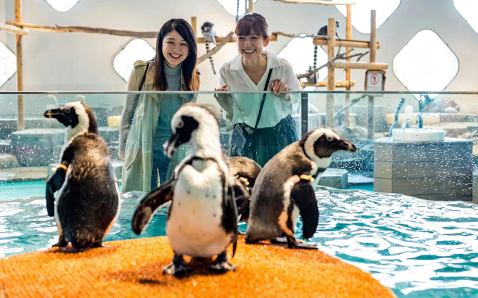 Guests observing penguins at NIFREL Interactive Aquazoo.