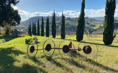 Vineyard landscape in Chianti with cypress trees and distant hills, ideal for Vespa tour and wine tasting.