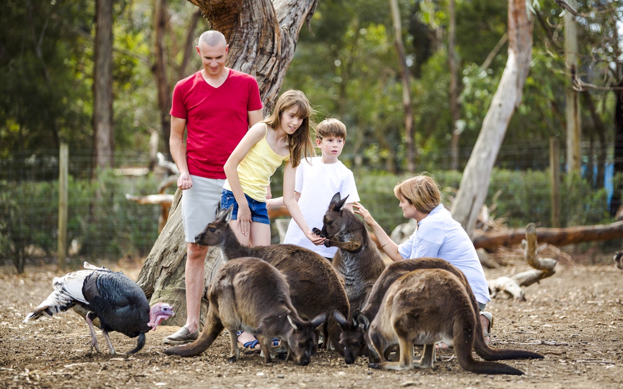 Family interacting with kangaroos at Kangaroo Island.