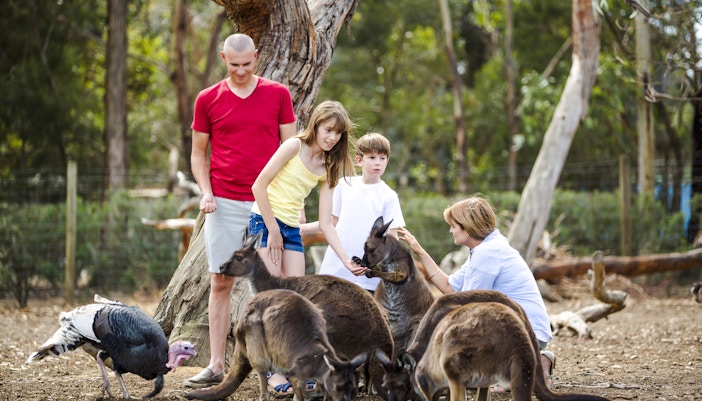 Family interacting with kangaroos at Kangaroo Island.