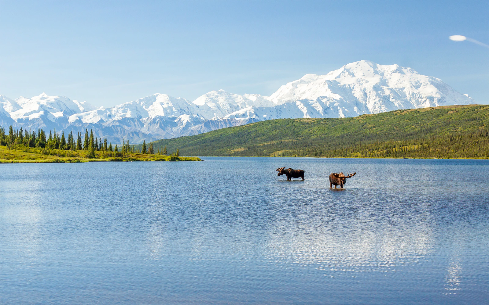 Two bull moose feeding in Wonder Lake with Alaska Range in the background.