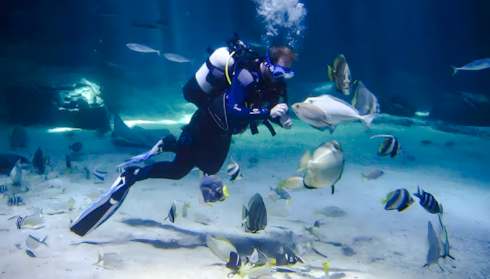 Diver feeding fish at Nausicaá Aquarium's Feeding on the High Seas exhibit.