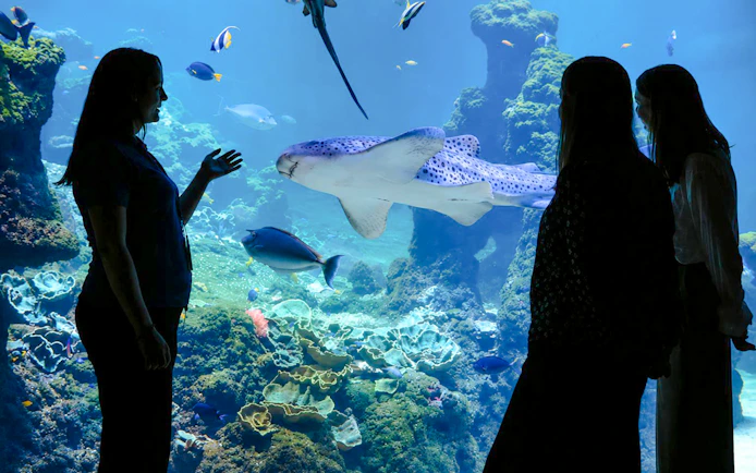 Guide with visitors observing marine life at Nausicaá aquarium.