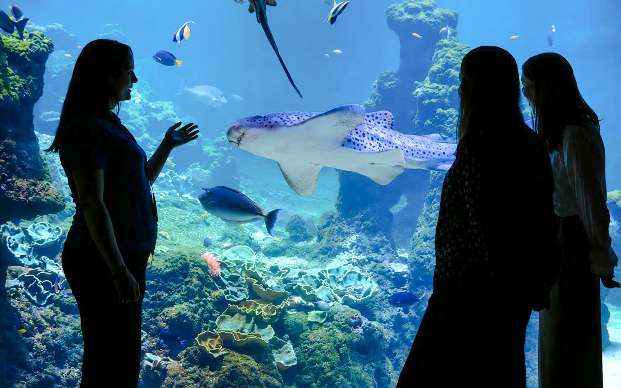 Nausicaá - Visite guidée sur le thème des requins au Centre national de la mer — 2