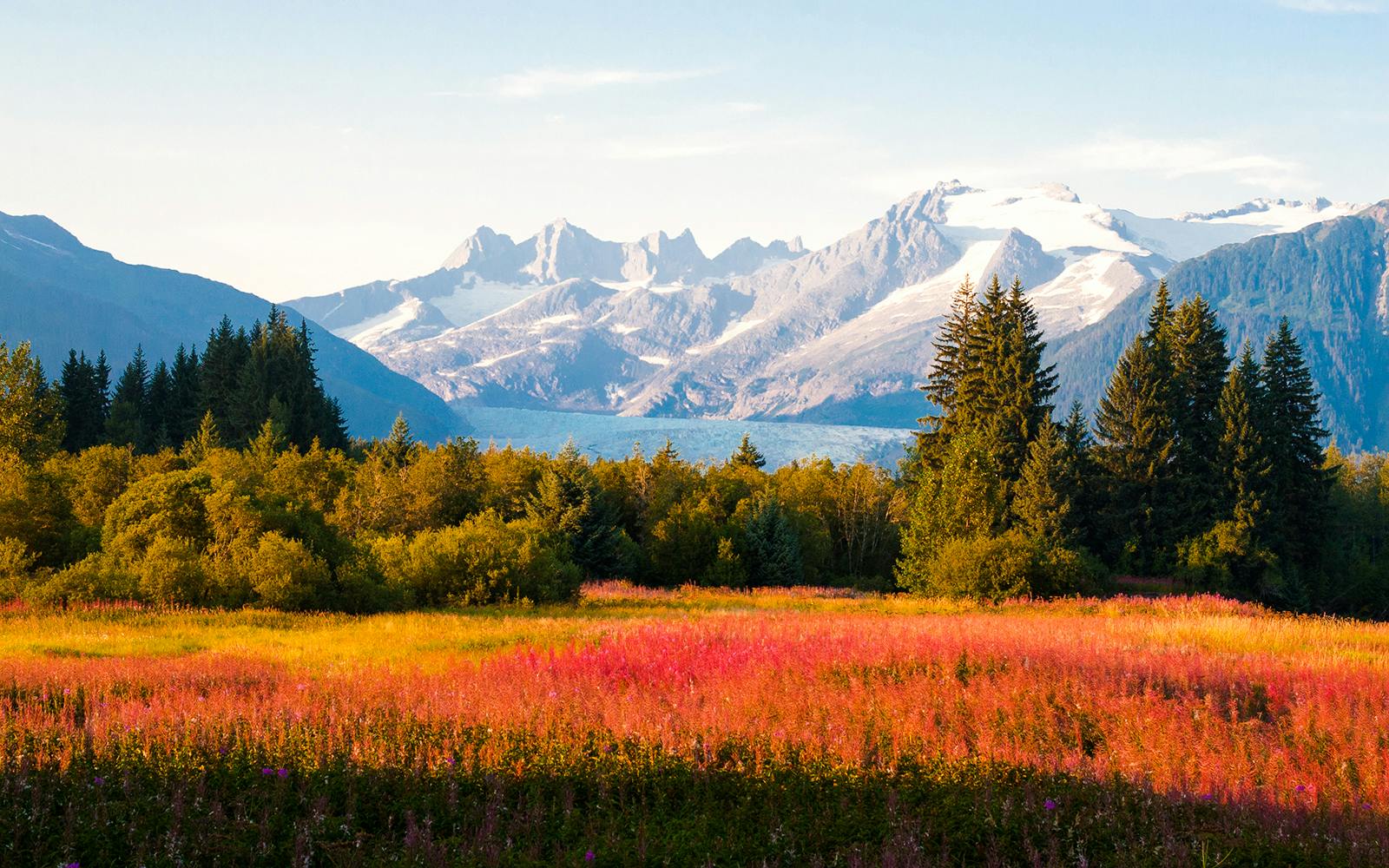 Field of wildflowers with mountains in the background, Juneau, Alaska.