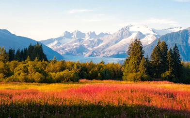 Field of wildflowers with mountains in the background, Juneau, Alaska.