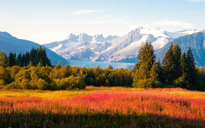 Field of wildflowers with mountains in the background, Juneau, Alaska.