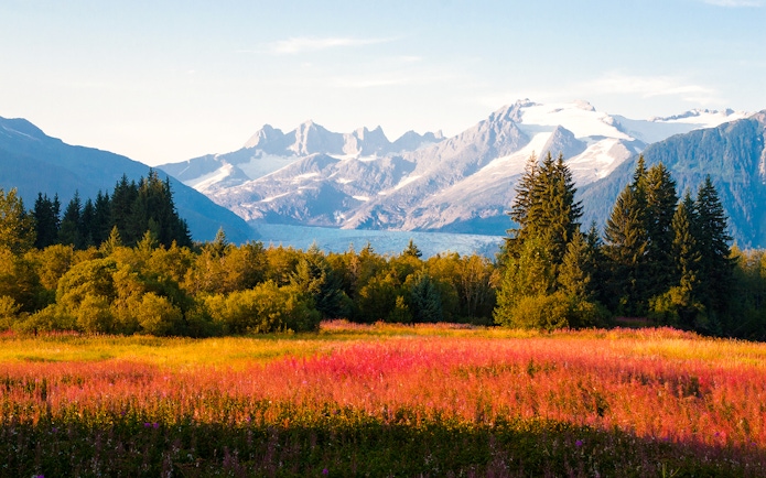 Field of wildflowers with mountains in the background, Juneau, Alaska.