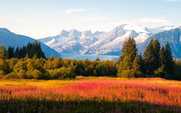Field of wildflowers with mountains in the background, Juneau, Alaska.