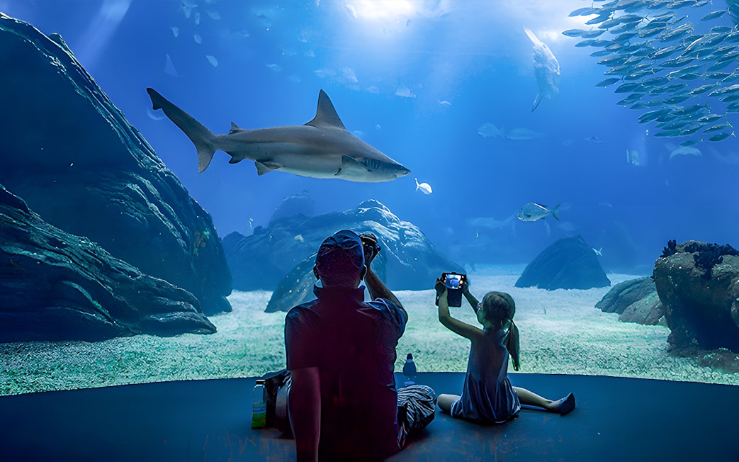 Father and child watching shark at Lisbon Oceanarium.