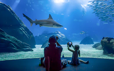 Father and child watching shark at Lisbon Oceanarium.