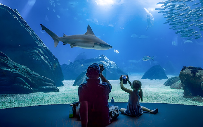 Father and child watching shark at Lisbon Oceanarium.