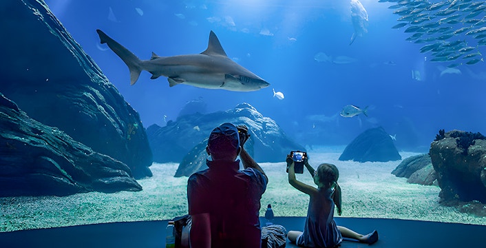 Father and child watching shark at Lisbon Oceanarium.