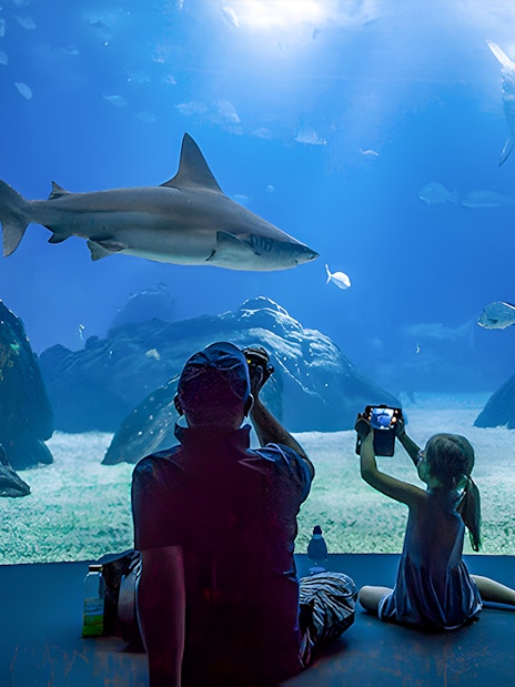 Father and child watching shark at Lisbon Oceanarium.