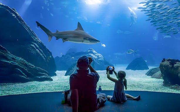 Father and child watching shark at Lisbon Oceanarium.