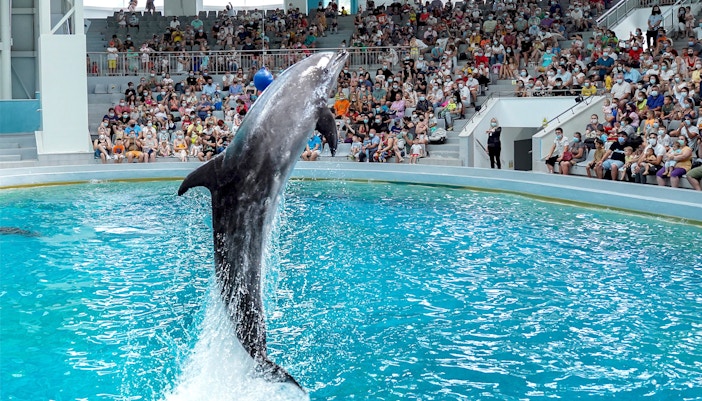 Highlights of Constanta Dolphinarium