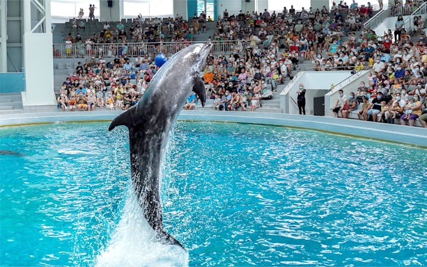 Dolphin jumping in front of audience at Constanta Dolphinarium.