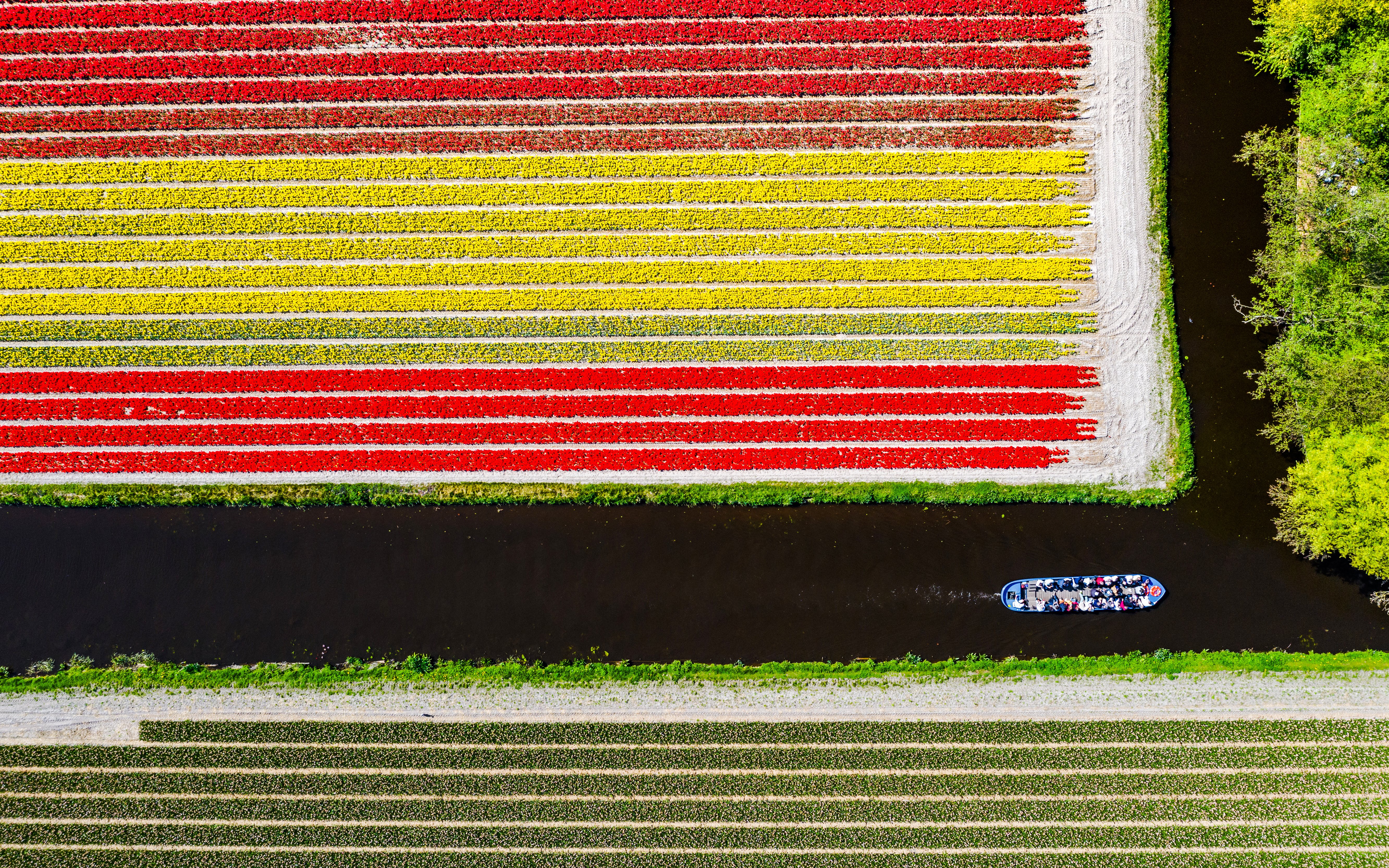 Boat touring canal alongside colorful tulip fields near Keukenhof.