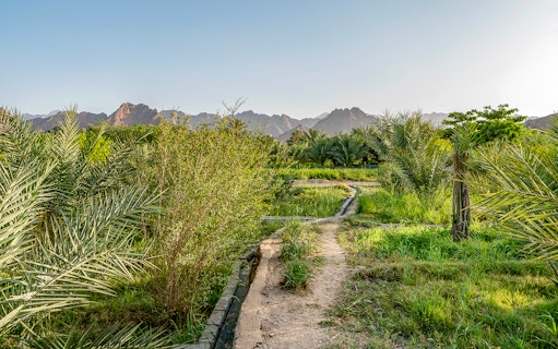 Pathway through lush greenery with mountains in Hatta, UAE.