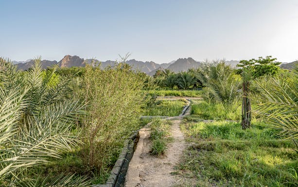 Pathway through lush greenery with mountains in Hatta, UAE.