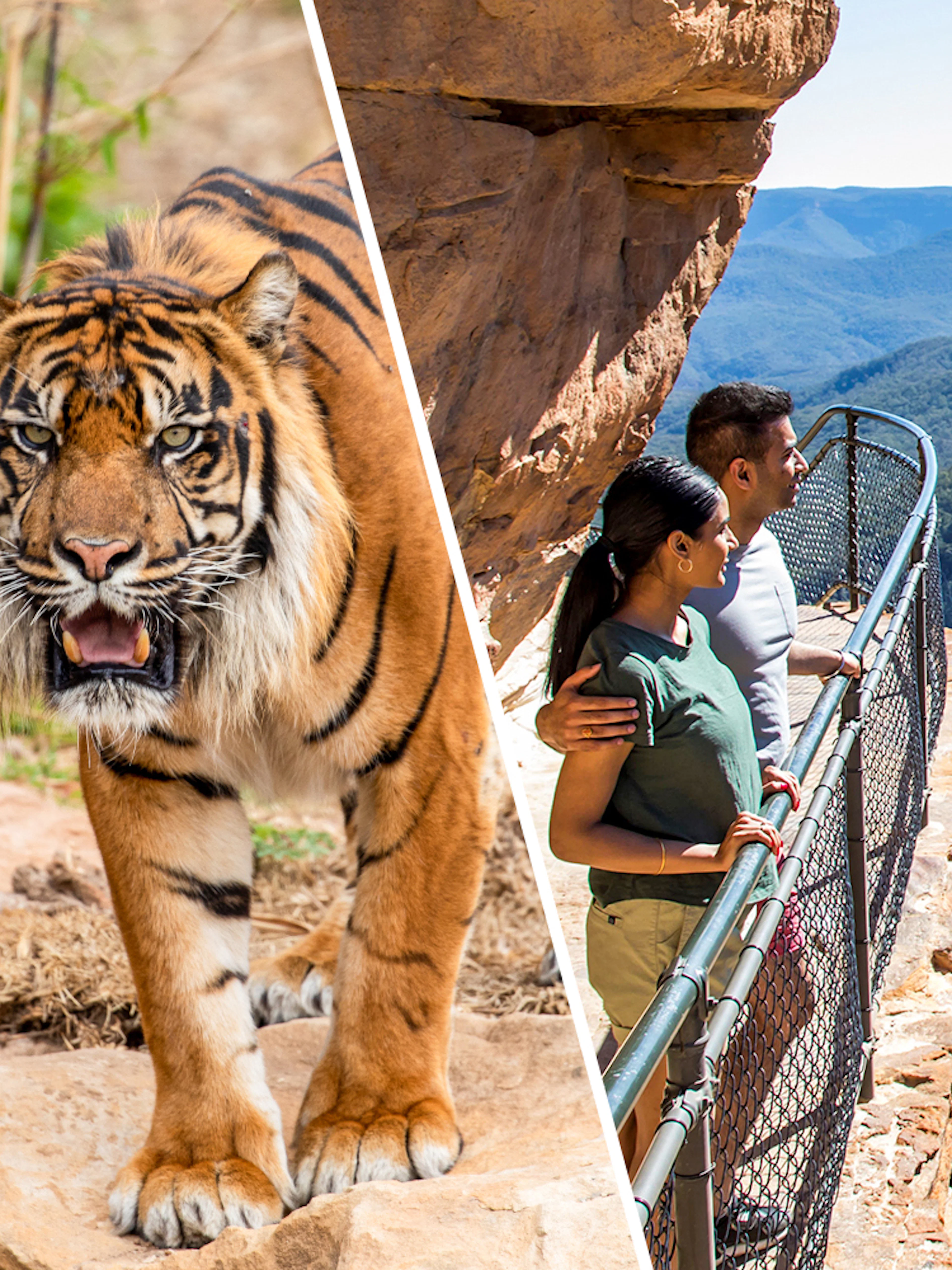 Tiger at Sydney Zoo and tourists viewing Blue Mountains from a lookout.