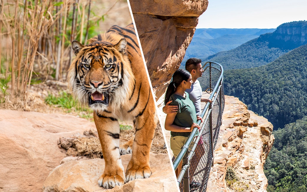 Tiger at Sydney Zoo and tourists viewing Blue Mountains from a lookout.