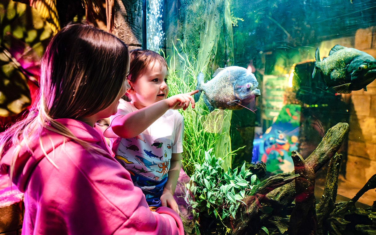 Child pointing at fish in aquarium at SEA Life Brighton.