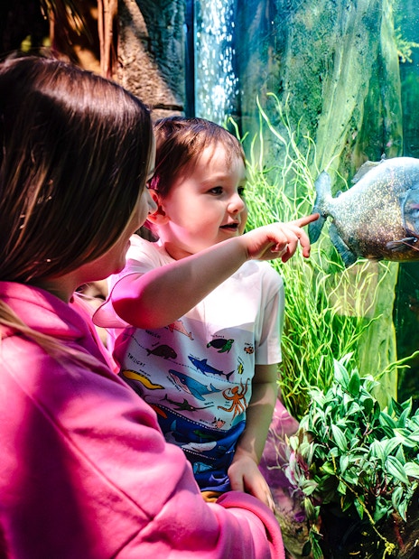 Child pointing at fish in aquarium at SEA Life Brighton.