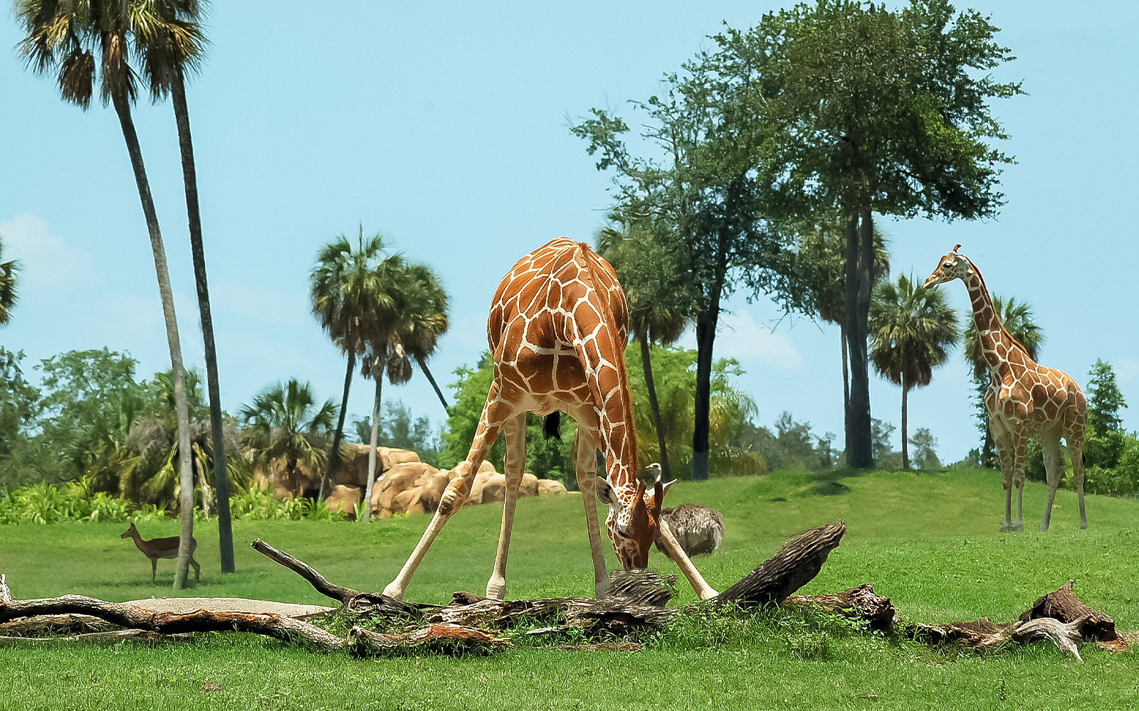 Chessington World of Adventures Wanyama