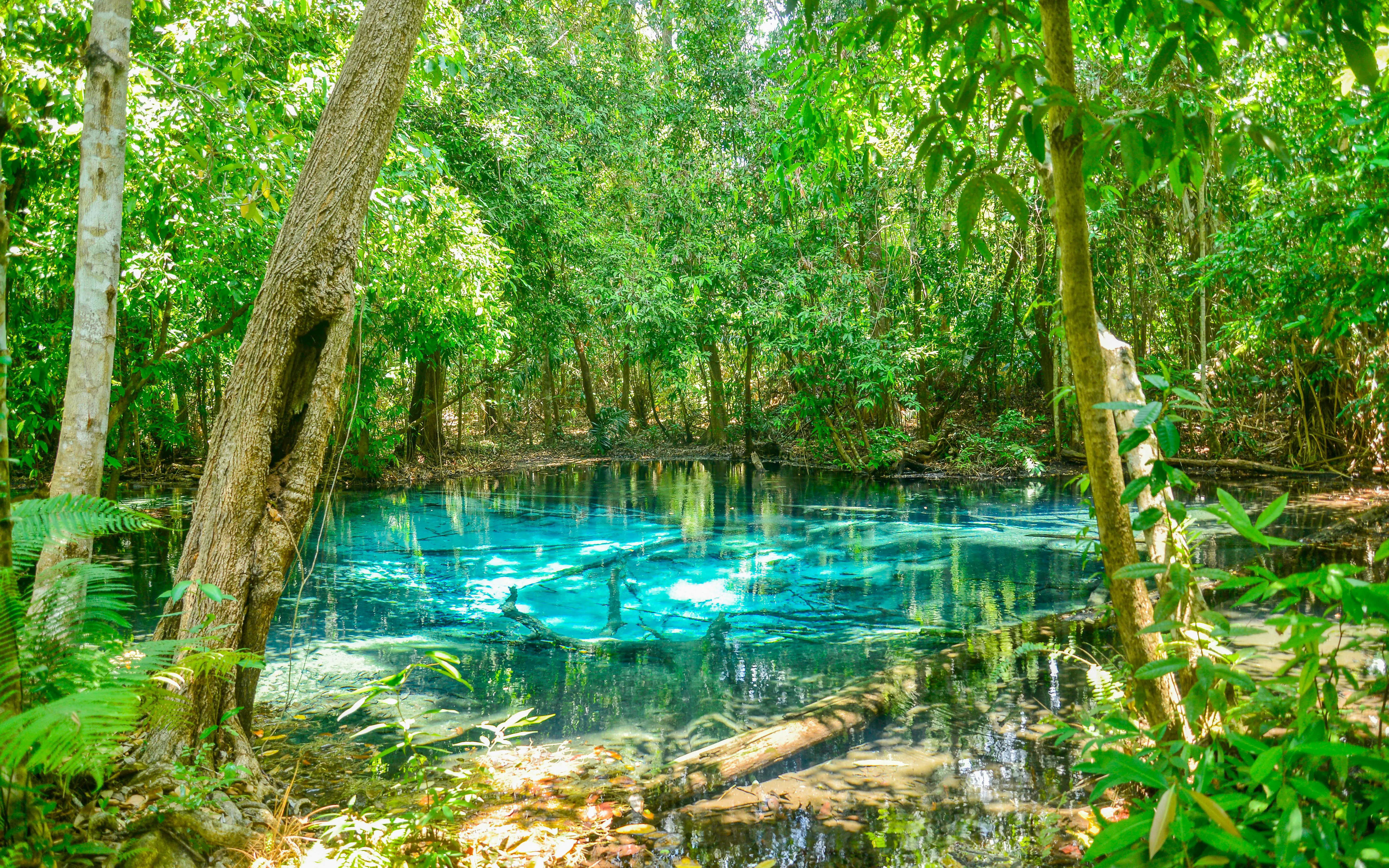 Emerald Pool surrounded by lush forest in Krabi, Thailand.