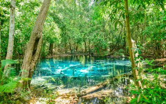 Emerald Pool surrounded by lush forest in Krabi, Thailand.