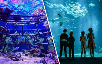 Children watching a shark swim in an aquarium at Nausicaá, surrounded by coral and fish.