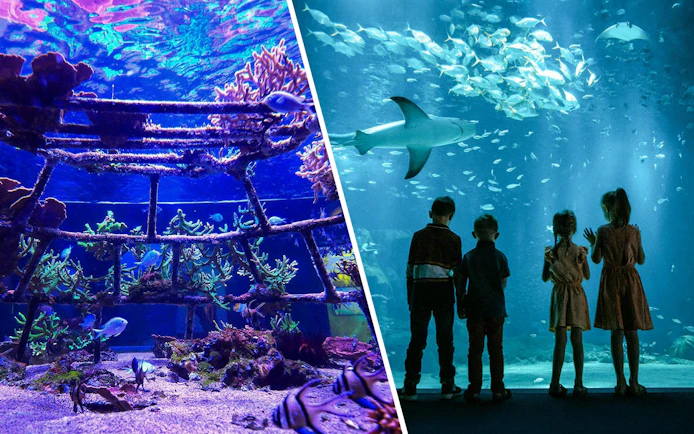Children watching a shark swim in an aquarium at Nausicaá, surrounded by coral and fish.