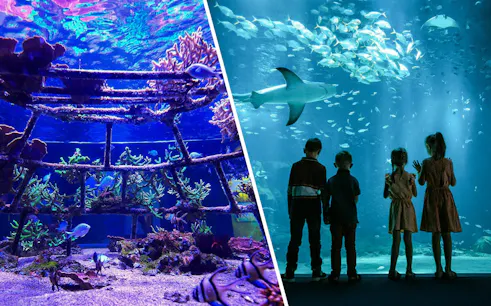 Children watching a shark swim in an aquarium at Nausicaá, surrounded by coral and fish.