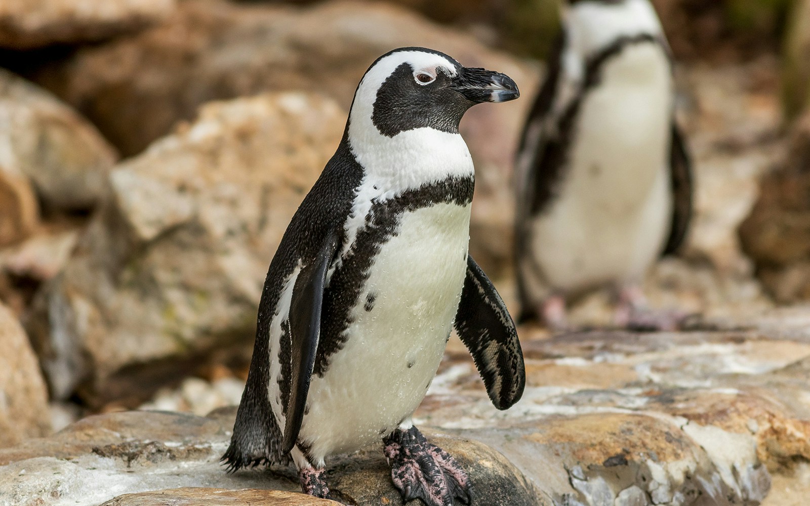 Penguin standing on rocky terrain at Nausicaá Aquarium.