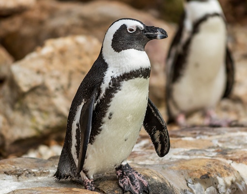 Penguin standing on rocky terrain at a wildlife sanctuary.