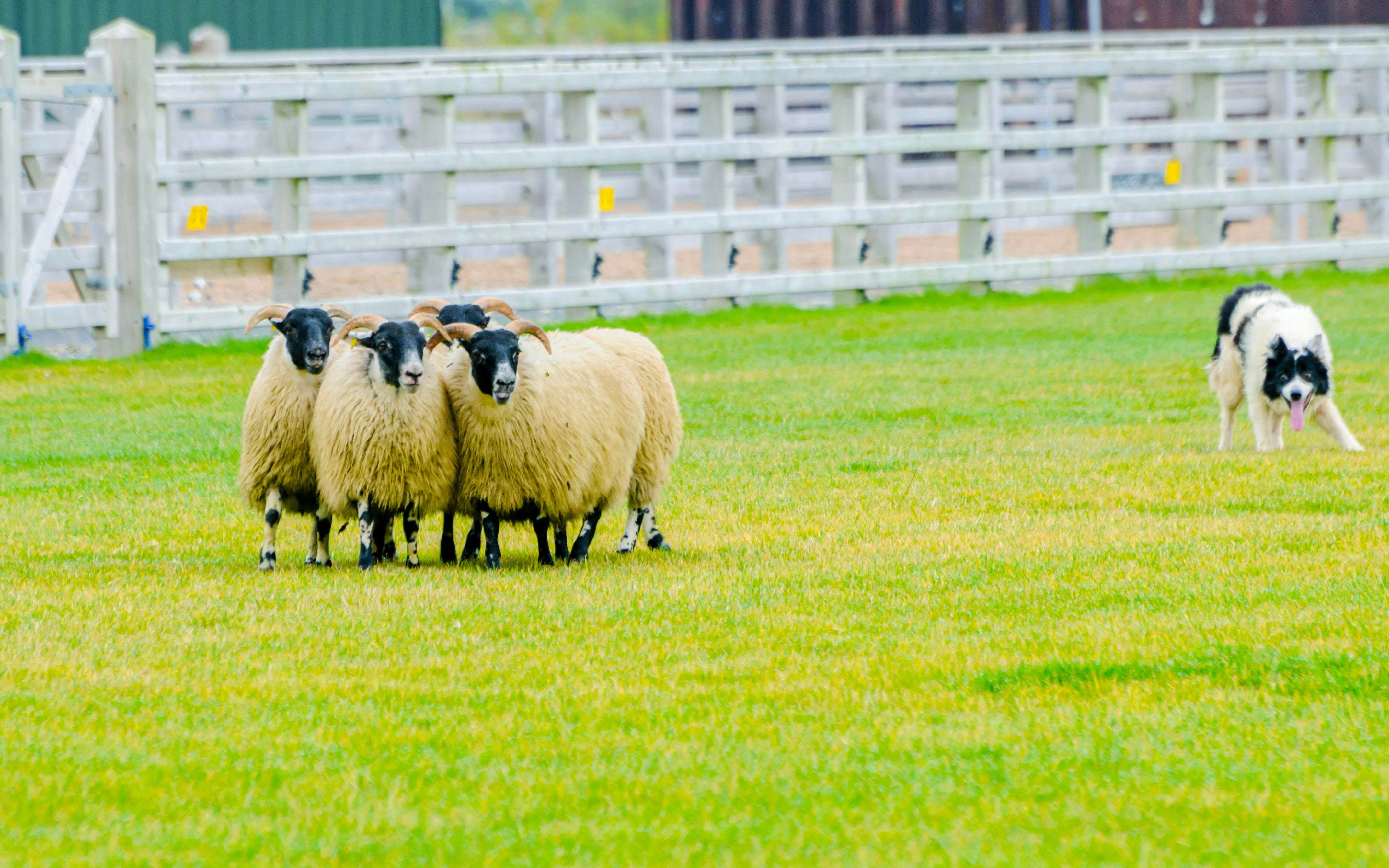 Sheepdog herding four sheep in a grassy field.