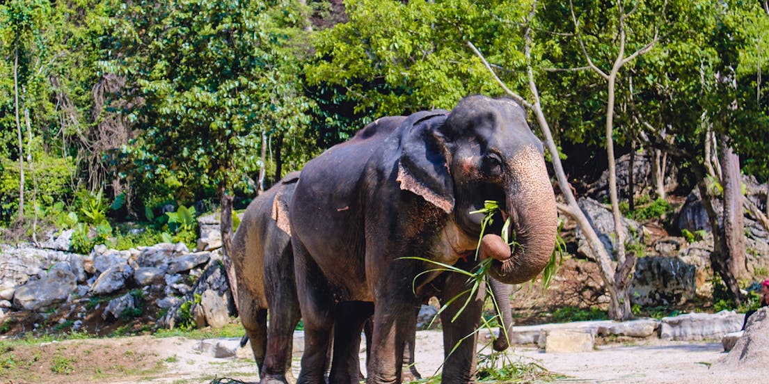 Ao Nang Elephant Sanctuary
