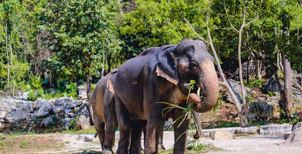 Ao Nang Elephant Sanctuary