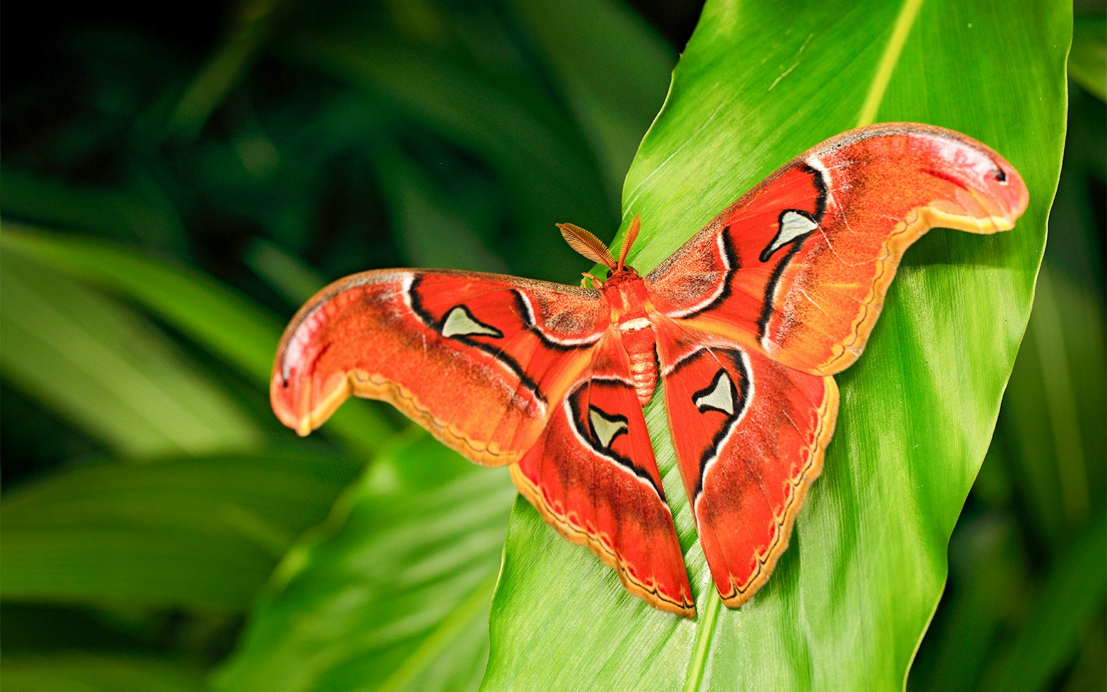 Giant Atlas Moth in tropical vivarium at American Museum of Natural History.
