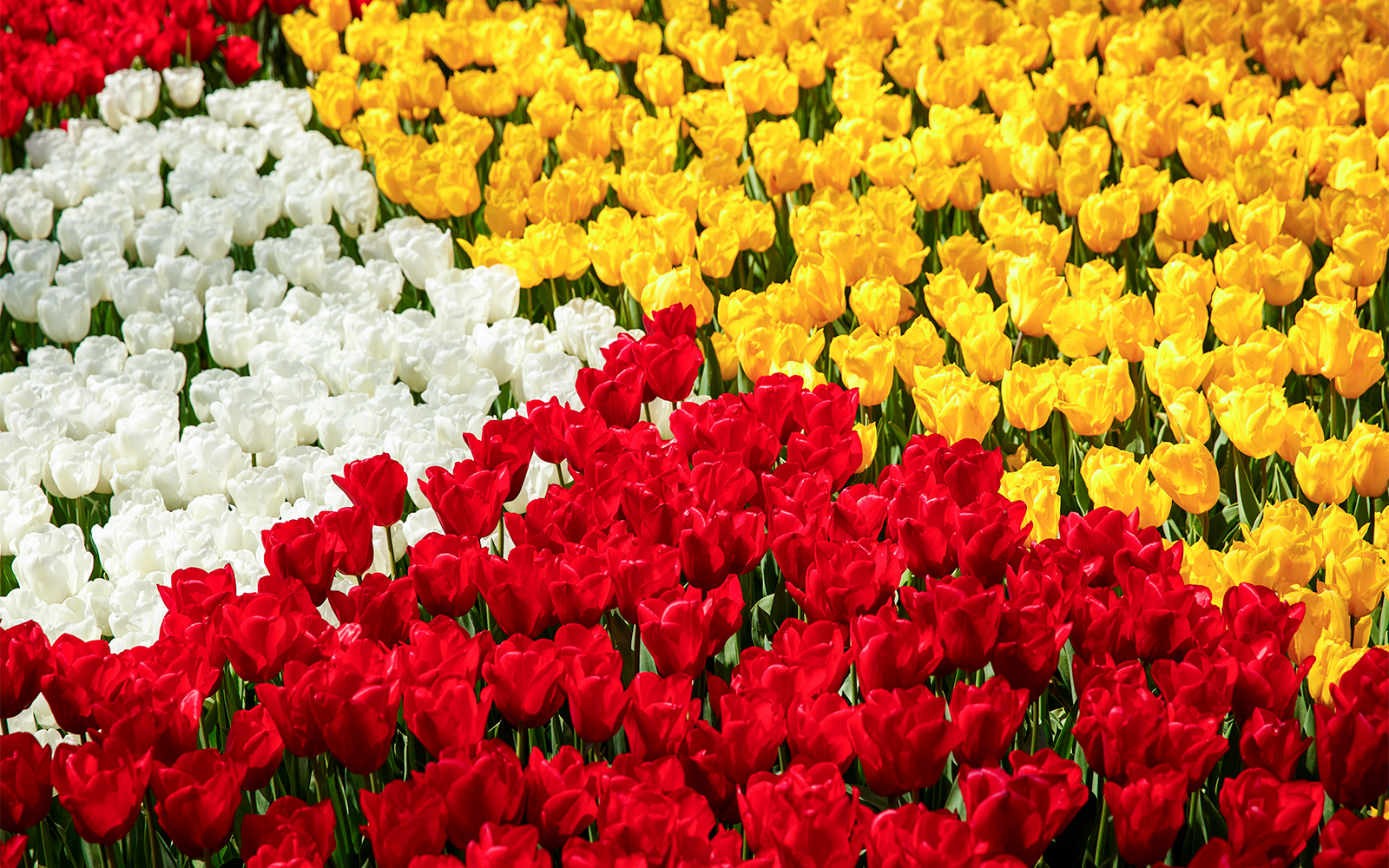 Tulpenfest Amsterdam