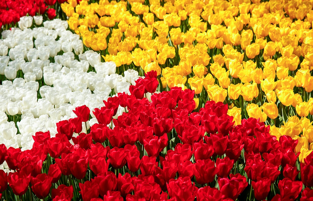Tulpenfest Amsterdam
