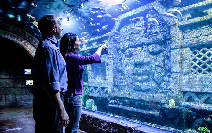 Visitors observing fish in the Downtown Aquarium Houston's ancient ruins exhibit.