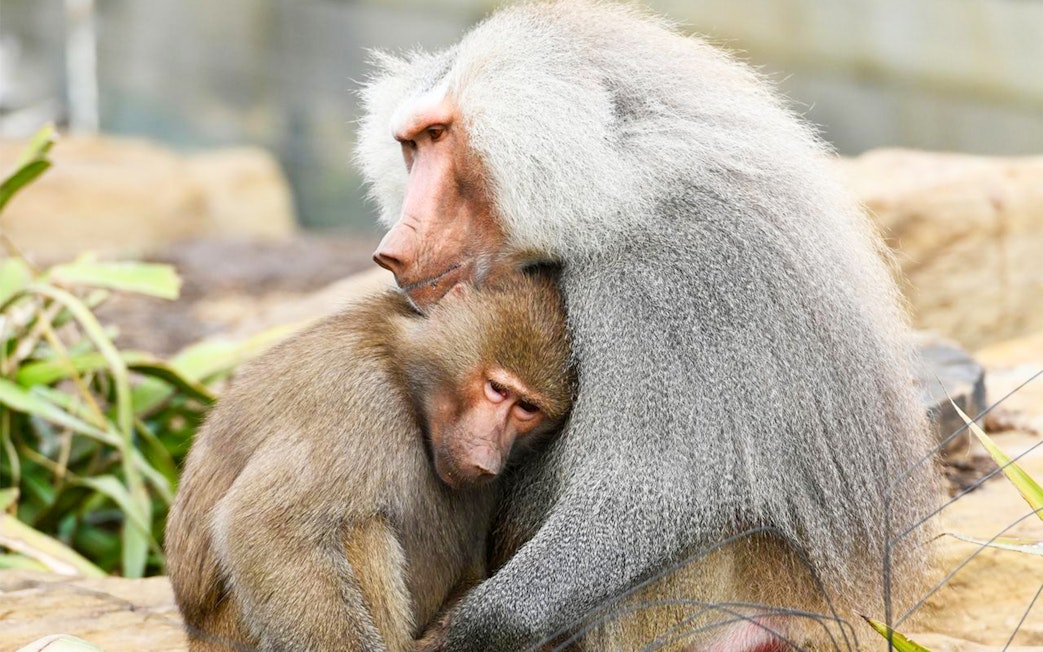 Baboons sitting together at Sydney Zoo.