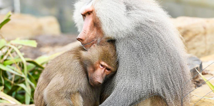 Baboons sitting together at Sydney Zoo.