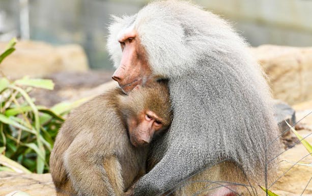 Baboons sitting together at Sydney Zoo.