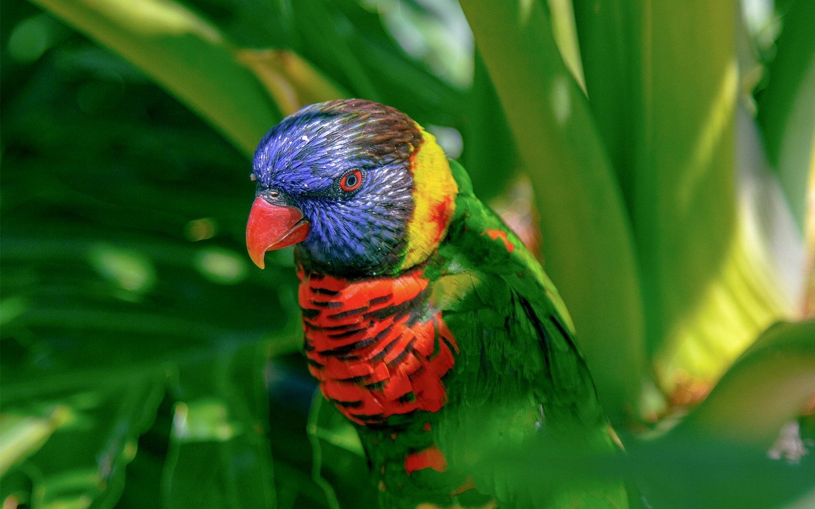 Rainbow lorikeet perched on a branch