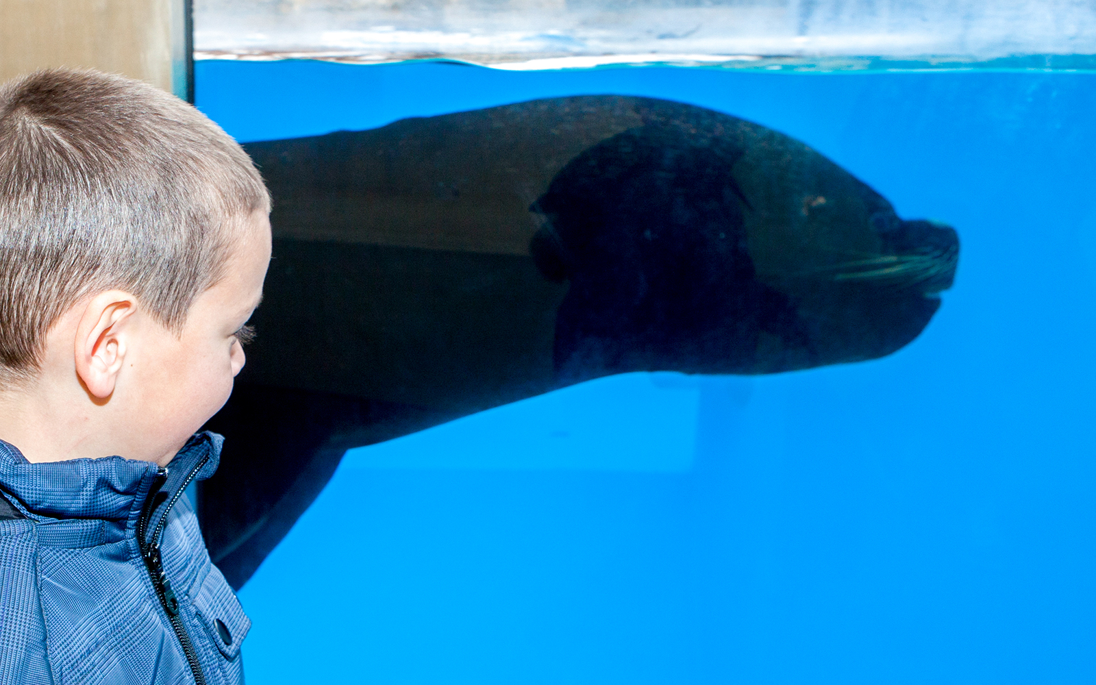 Child observing a sea lion through the glass at Sea Life Aquarium.